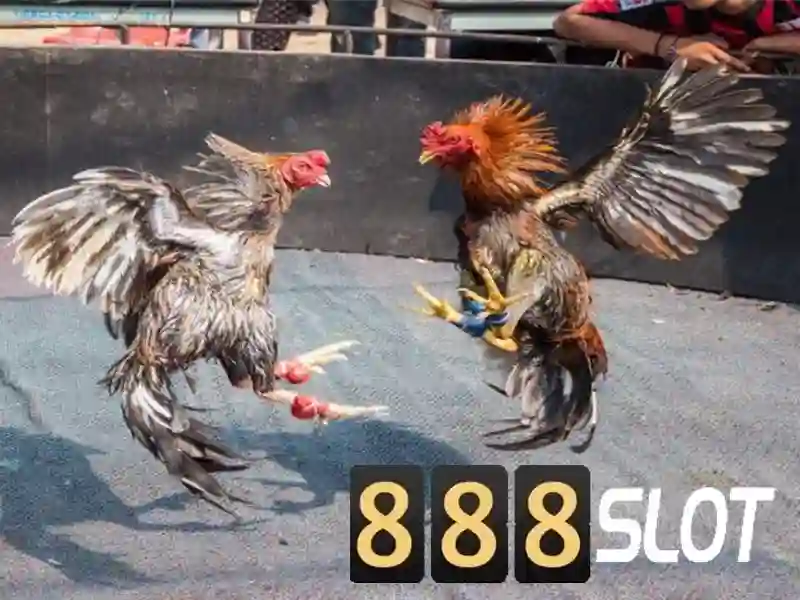 💎nhà cái 009💎 💎nhà cái 009💎